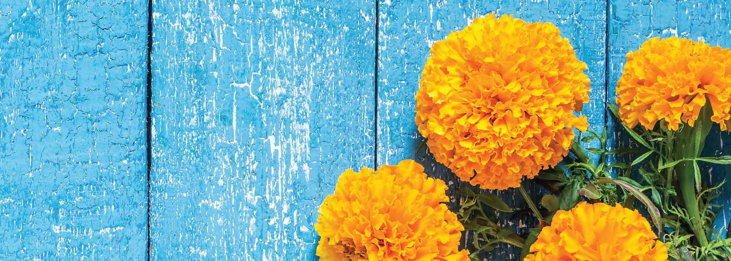 Marigold flowers